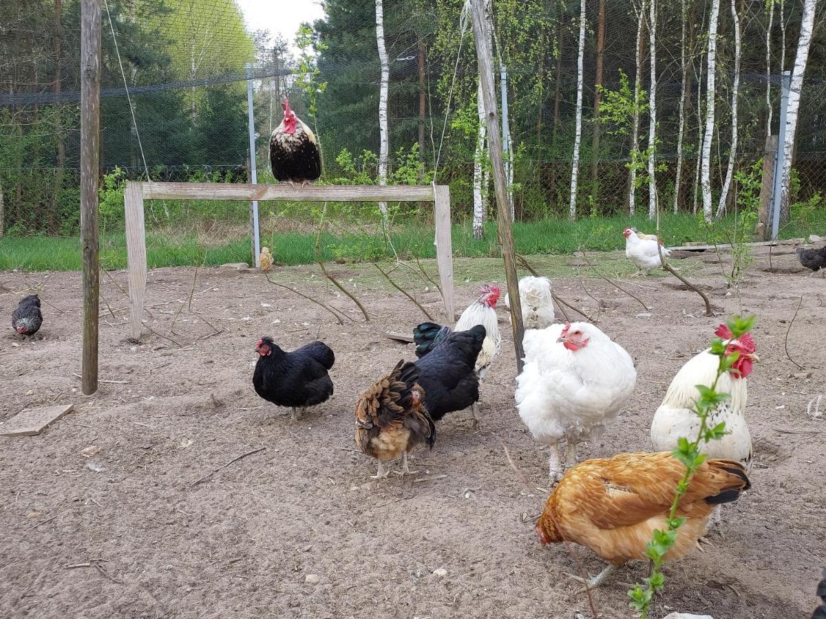 Domek w ptasim raju Michalowo Zewnętrze zdjęcie